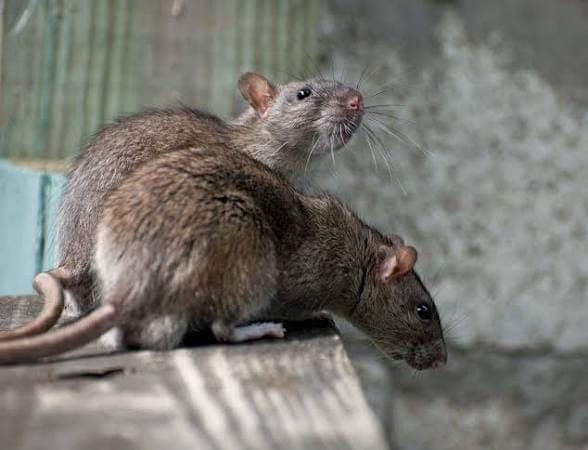 Rodents