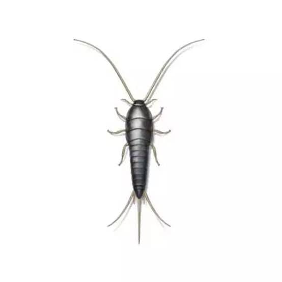 Silverfish — pest identification photo