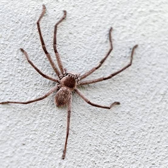 Spiders