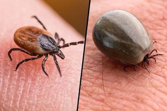 Ticks — pest identification photo